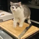 bent4dinner