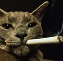 ChadCatv2