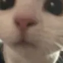 catwutggtriggeredinsaan Discord Emoji