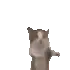 cat_happyyy