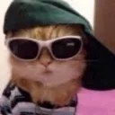 cat_cool