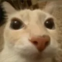 cat_fac3