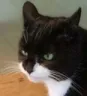 ltuxcat