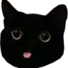blackcat