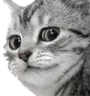 lcat lcat