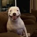 DogSmile DogSmile
