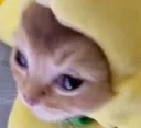 banancat