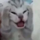 cat_panic