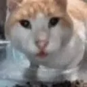 K_oh