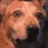 concerndog