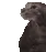 pusswet