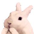 bunnyGiggles