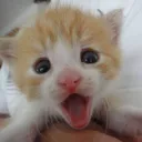 WAOW