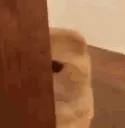 CuteHide