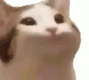popcat