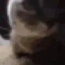 cat_dubidubi