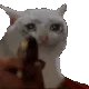 cat_sadshooting cat_sadshooting