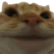 Pet_No
