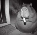 capybarasmoke