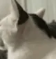 ayo