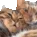 hug hug