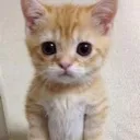 helloket