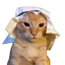Halal Cat Discord Emoji