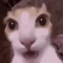 shockCat