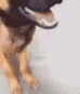 josh Discord emoji