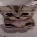 D_