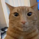 catstare catstare
