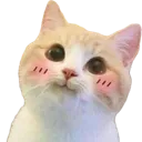 cattoblush