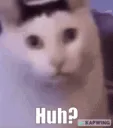 huhcat