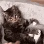 catgn