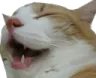 catlul