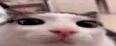 plinkbutwider