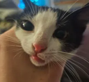 tito Discord emoji