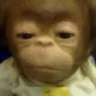monkeysleep