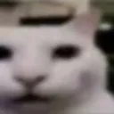 eg_mewingcat
