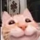 owo