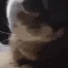 dubidubi dubidubi