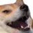 csc_doggolaugh csc_doggolaugh