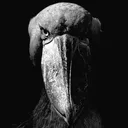 0shoebillstare