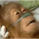 monkeyhelp