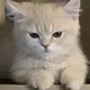 wcatpissed Discord Emoji