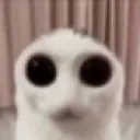 xcursedasfuckcat Discord Emoji