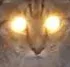 wokecato