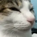 luna_stare