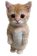 Standingcat Discord Emoji