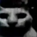 GatoTraumado